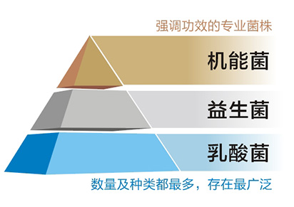 乳酸菌、益生菌、機能菌的區(qū)別